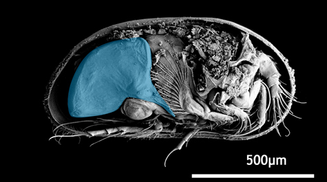 Ostracod with overly large genitals