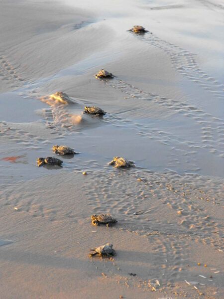 File:Baby sea turtles make their way toward the water.jpg