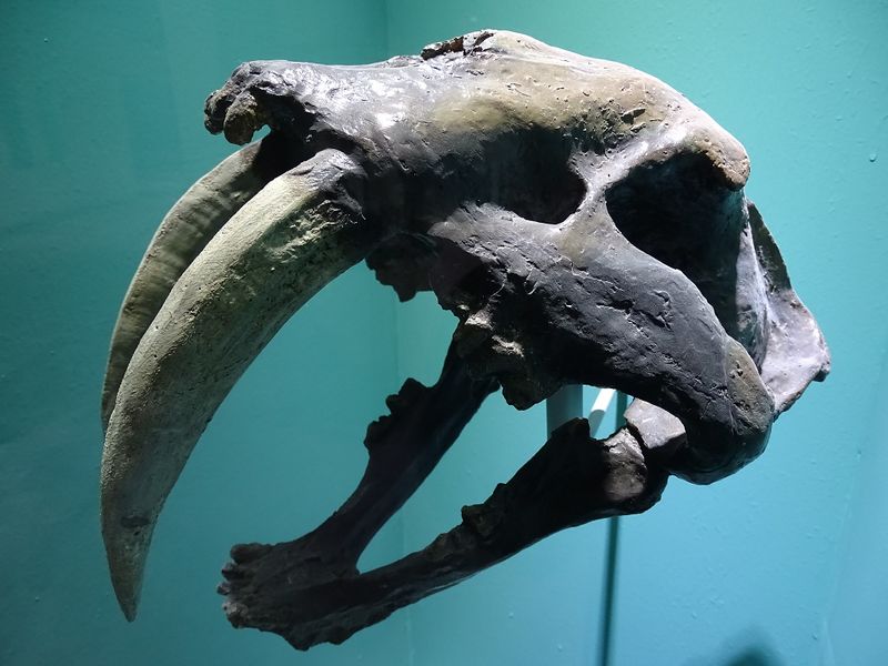 File:Skull of Sabre-Toothed Tiger - Museum of Anthropology - La Paz - Baja California Sur - Mexico (23835305595).jpg