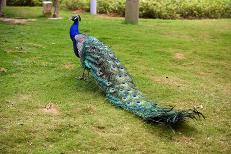 A male Peafowl with completely useless plumage