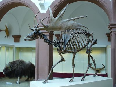 Skeleton of the Irish Elk