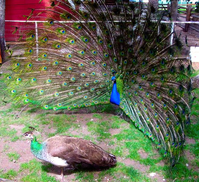 File:Peacock courting peahen.jpg